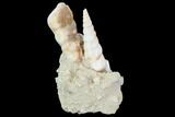 Fossil Gastropod (Haustator) Cluster - Damery, France #97773-1